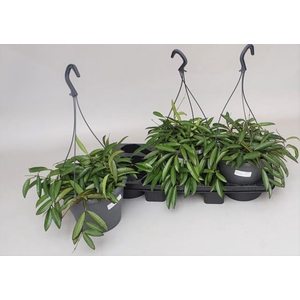 Hoya Wayetti 18Ø 50cm