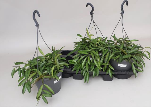 Hoya Wayetti 18Ø 50cm