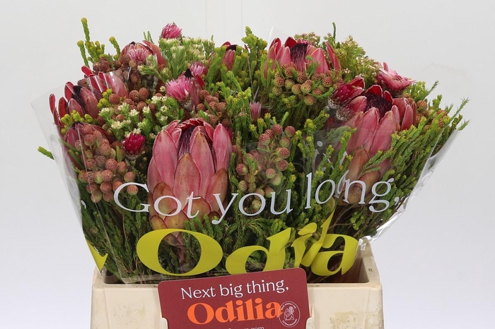 <h4>BQ Protea 3 Flowers</h4>