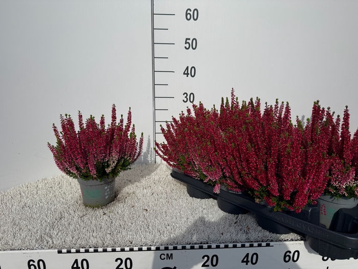 <h4>CALLU BL SANNE</h4>