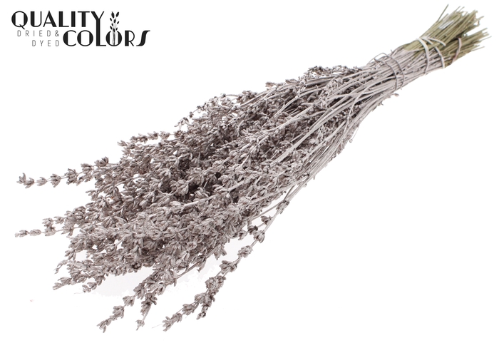 Lavendel per bunch Champagne