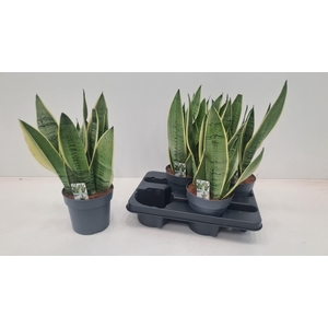 SANSEV TRIFASCIA  OV