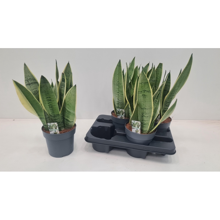 <h4>SANSEV TRIFASCIA  OV</h4>