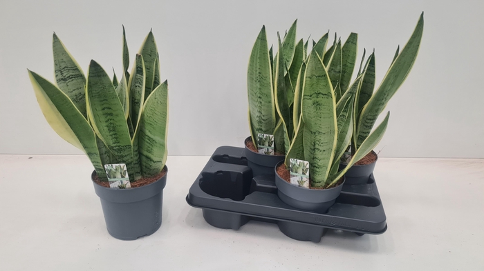 <h4>SANSEV TRIFASCIA  OV</h4>