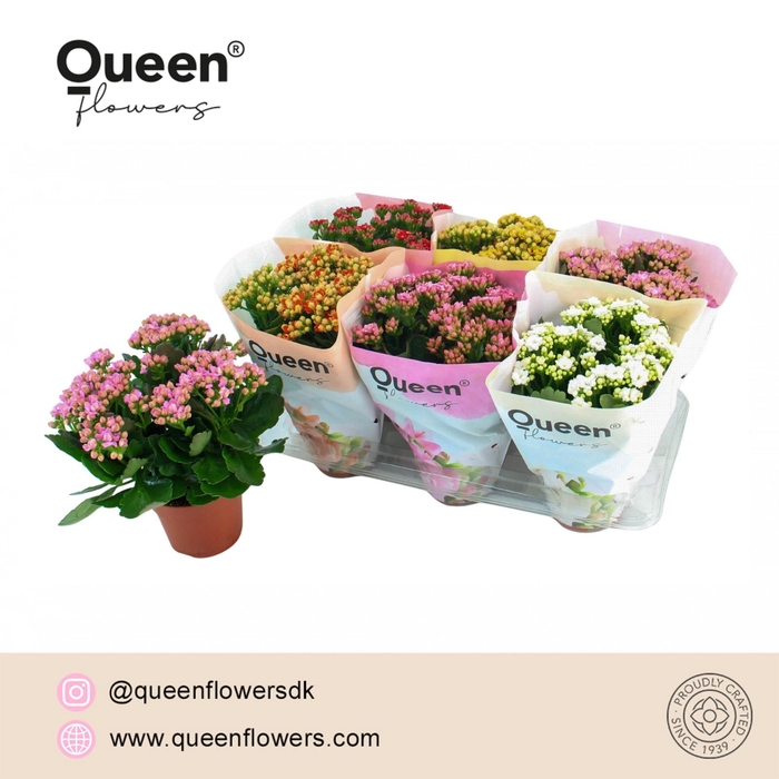 <h4>Kalanchoe gevuld grootbloemig gemengd</h4>
