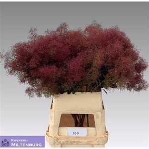 Cotinus C Mag Red Fountain