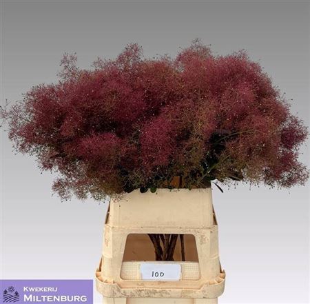 <h4>Cotinus C Mag Red Fountain</h4>