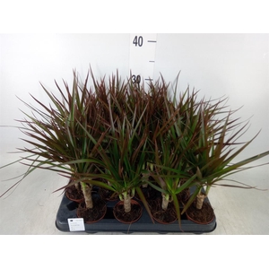 Dracaena marg. 'Magenta'