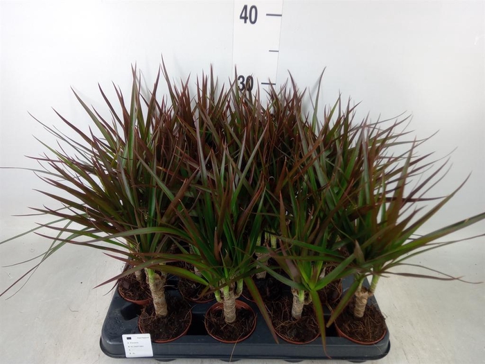 <h4>Dracaena marg. 'Magenta'</h4>