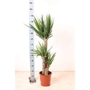 Yucca 75-45-20 Cm