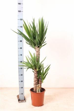 <h4>Yucca 75-45-20 Cm</h4>