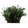 Taxus Green P Pak