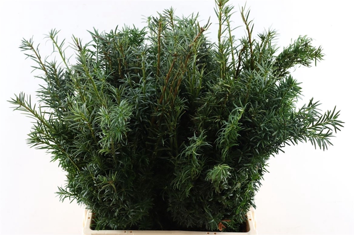 Taxus Green P Pak