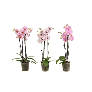 Phal Roze 3T18+