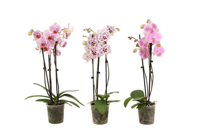 <h4>Phal Roze 3T18+</h4>