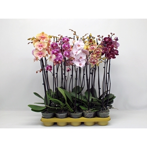 Gemengd 2-tak 70cm (RIJP)