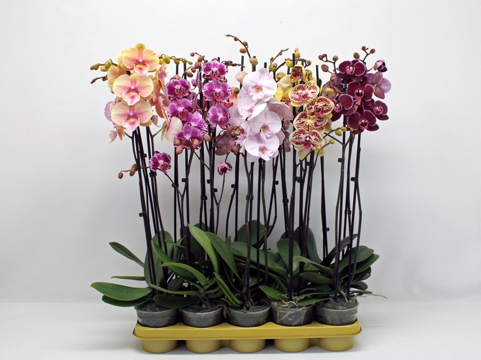 <h4>PHAL GEM 10 KL</h4>