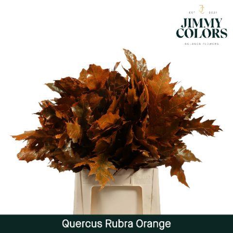 <h4>Quercus Rubra L60 Orange</h4>