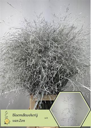 <h4>Siergr Ov Klb Wit</h4>