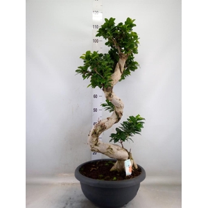 Ficus microcarpa 'Ginseng'