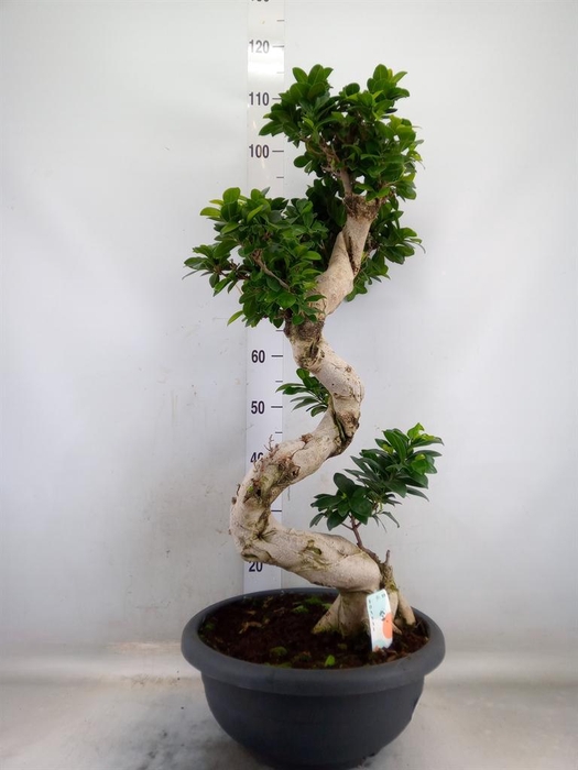 <h4>Ficus microcarpa 'Ginseng'</h4>