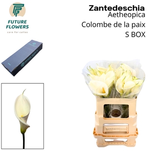 Zant Ae Colombe Paix Small Box