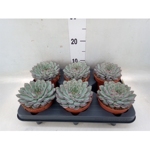 Echeveria pulidonis