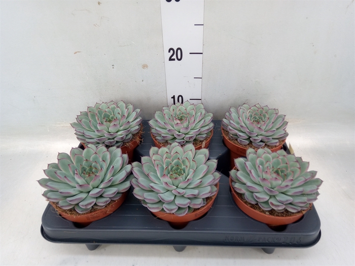 <h4>Echeveria pulidonis</h4>