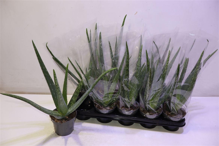 <h4>Aloe Vera</h4>