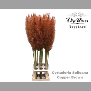 CORTADERIA SELLOANA COPPER BROWN