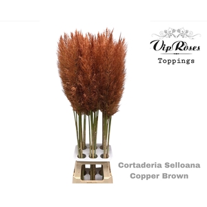 CORTADERIA SELLOANA COPPER BROWN