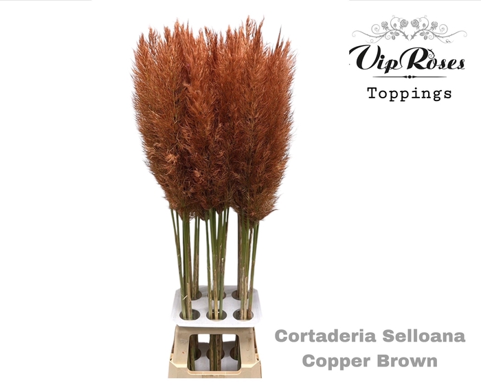 <h4>Cortaderia Selloana Copper Brown</h4>