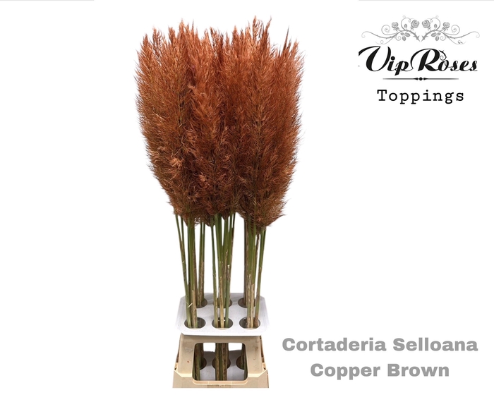 CORTADERIA SELLOANA COPPER BROWN