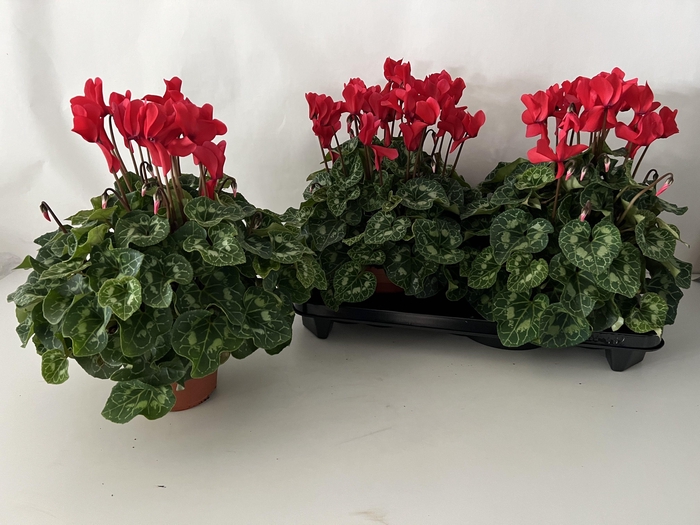 <h4>CYCL GR SUP XL</h4>