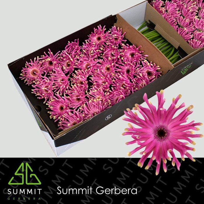 <h4>Gerbera Pastini Vittoria Doos</h4>