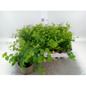 Ficus pumila 'Sunny Green'