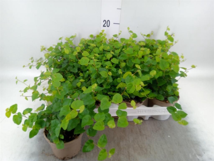 <h4>Ficus pumila 'Sunny Green'</h4>