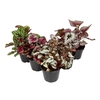 BEGONIA REX P14 PO