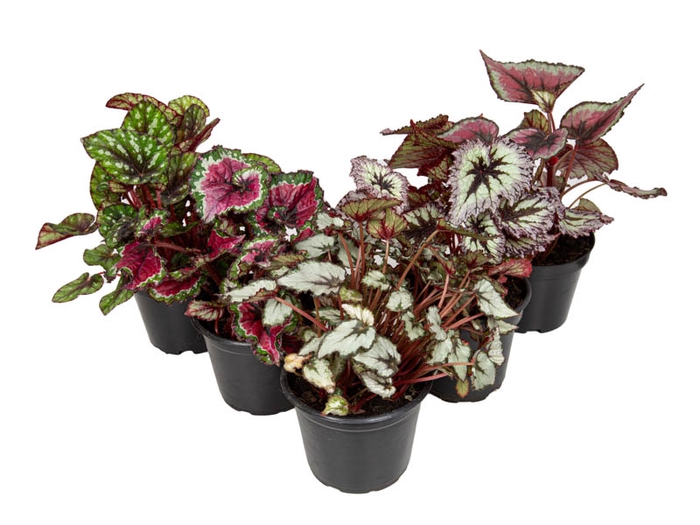 <h4>BEGONIA REX P14 PO</h4>