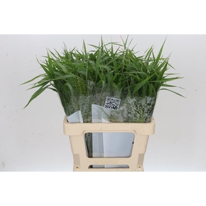 Panicum Fountain