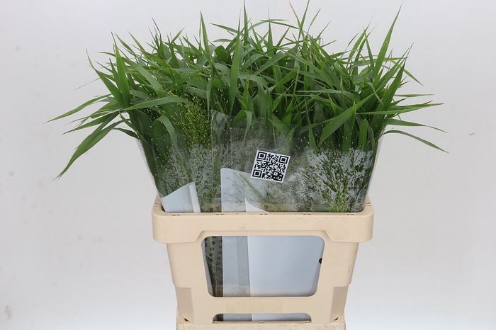 <h4>Panicum Fountain</h4>