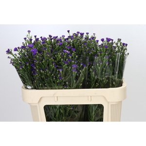 Aster Casamare