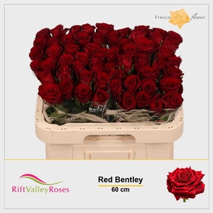 R GR RED BENTLEY