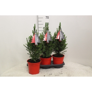 Picea glauca 'Conica'