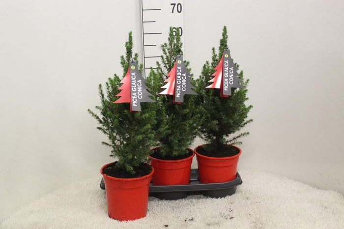 <h4>Picea glauca 'Conica'</h4>