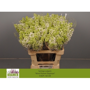 SYR V MME FL STEPMAN