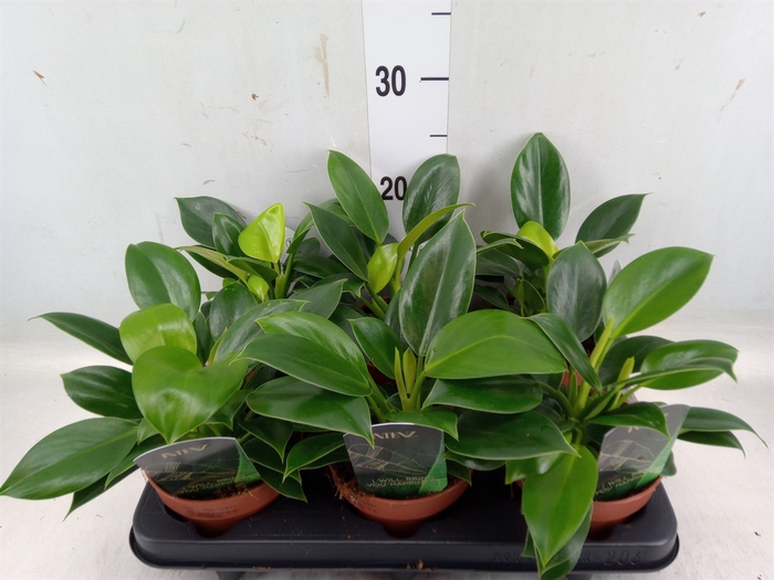 <h4>Philodendron  'Green Princess'</h4>