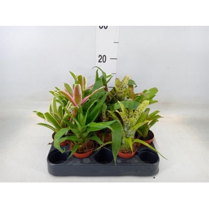 Bromelia   ...mix