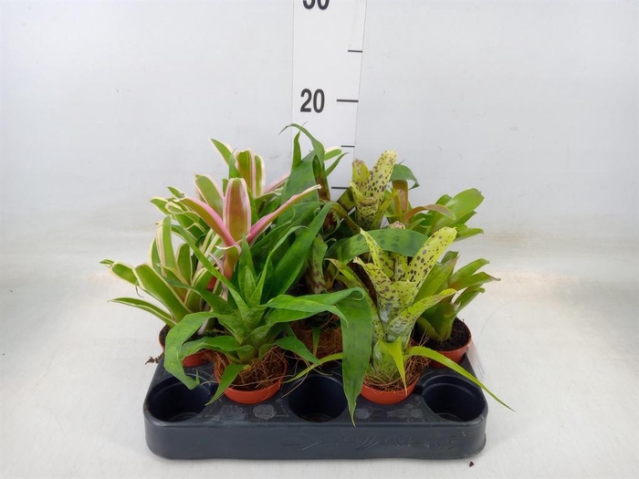 <h4>Bromelia ...mix</h4>
