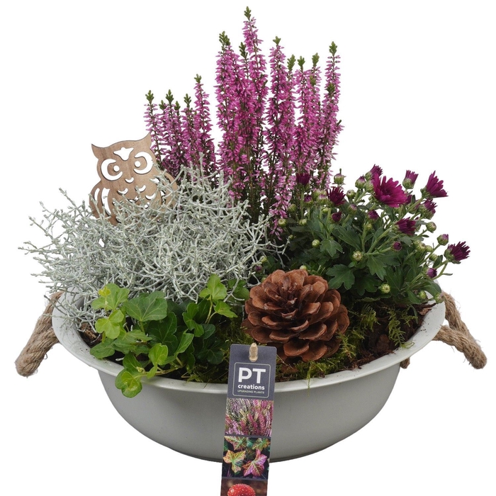 <h4>Arr.   Tuinplanten L%</h4>